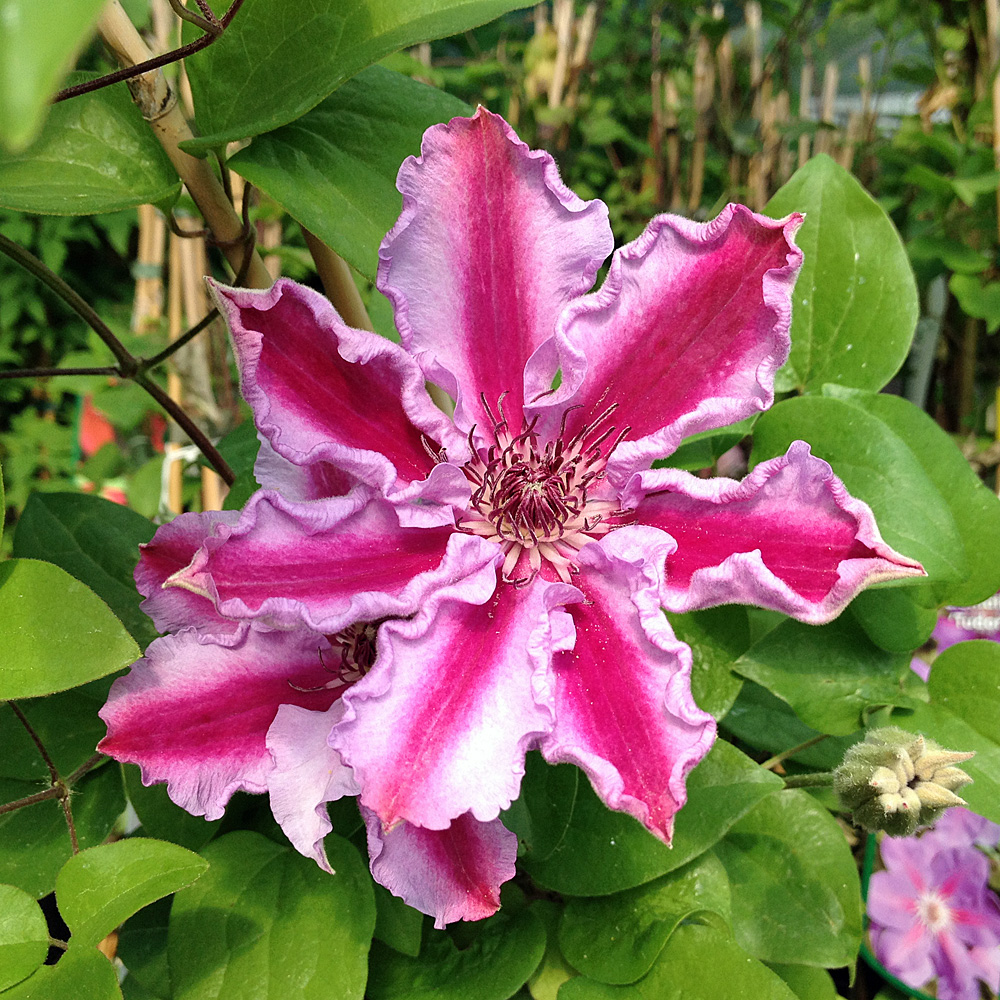 Clematis 'Tudor'
